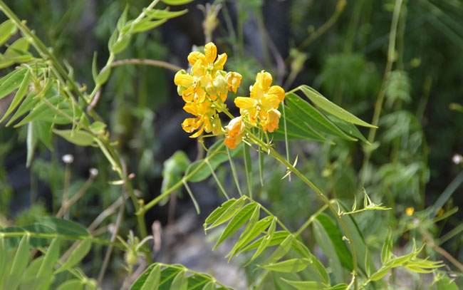 Senna hirsuta v glaberrima, Woolly Senna Senna hirsuta v glaberrima, Woolly Senna